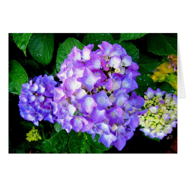 Summer Hydrangea (Voorkant Horizontaal)