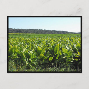 ~ Summer in Lancaster County ~ 81 Briefkaart
