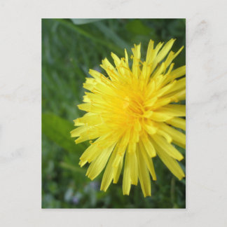 Summer Jewel Briefkaart