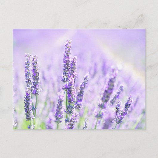 Summer Lavender Briefkaart (Voorkant)