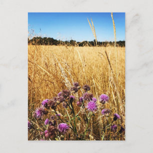 Summer Meadow met Milk Thistle Briefkaart