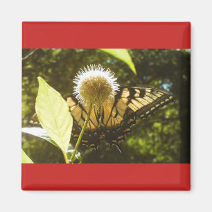 Summer Monarch Square Magnet Magneet