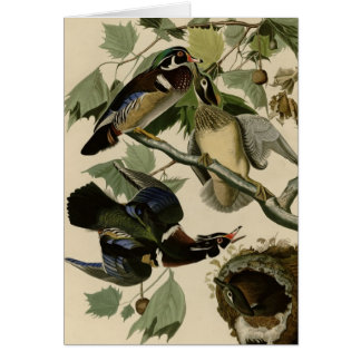 Summer of Wood Duck