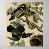 Summer of Wood Duck Poster (Voorkant)