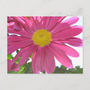 Summer Pink Flower Briefkaart