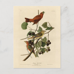 Summer Red Bird (Tanager) Audubon Birds of America Briefkaart