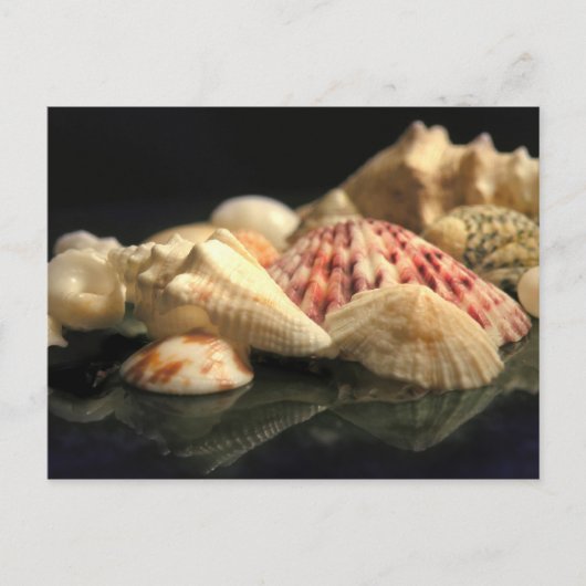 Summer Seashell Collectie Briefkaart (Voorkant)