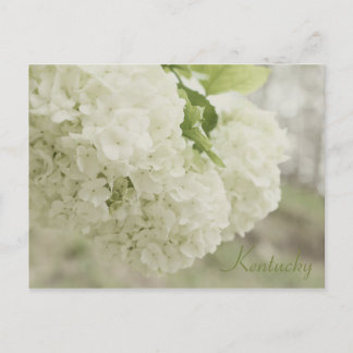 Summer Snow by JerseyFawn Briefkaart