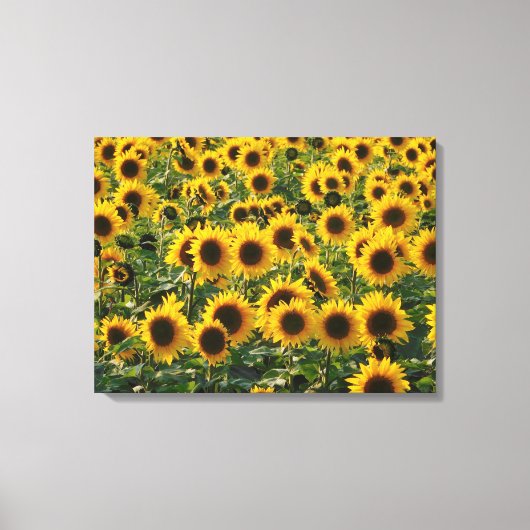 Summer Sunflower Field Canvas Afdruk (Voorkant)