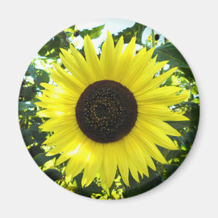 Summer Sunflower Round Magnet Magneet