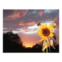 SUMMER SUNSET