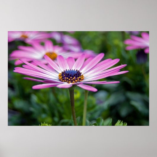 Summer Sunshine Poster (Voorkant)