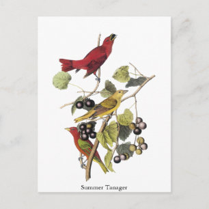Summer Tanager van John Audubon Briefkaart
