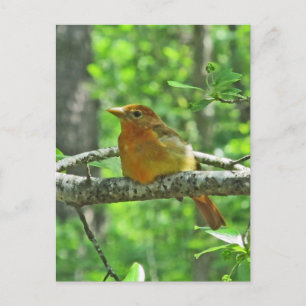 Summer Tanager (vrouw) Briefkaart