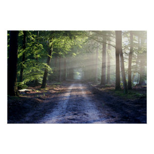 Summer Trees die Dirt Road beslaan Perfect Poster