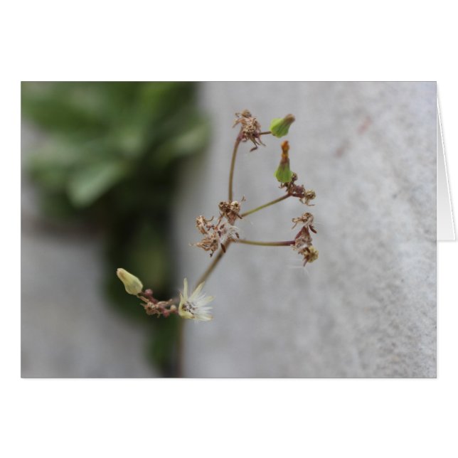 Summer Wish Weed (Voorkant Horizontaal)