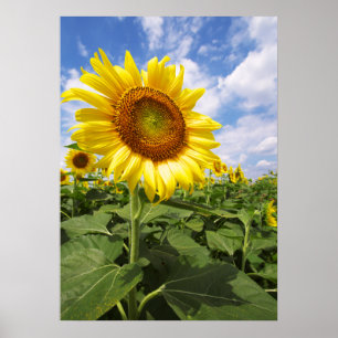 Summer Yellow Sunflower Photo Nature Poster