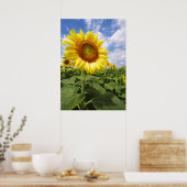 Summer Yellow Sunflower Photo Nature Poster (Cuisine)