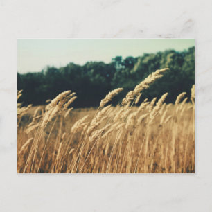 Summerfield Briefkaart