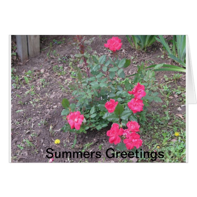 Summers Love (Devant horizontal)