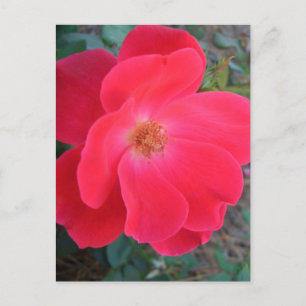 Summer's Red Rose CricketDiane Designer Briefkaart
