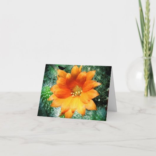 Sun a embrassé des notes de Merci de fleur de (Devant)