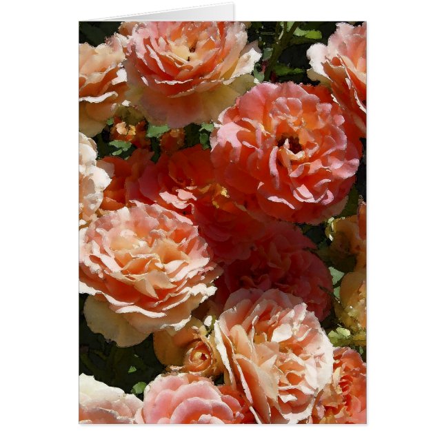 Sun a tacheté des roses (Devant)