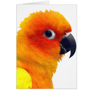 Sun brillant Conure