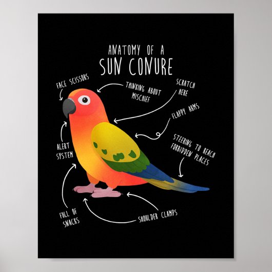 Sun Conure Anatomy Funny Cute Pet Parrot Bird Poster (Voorkant)