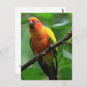 Sun Conure Bird Briefkaart (Voorkant / Achterkant)