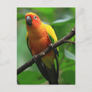 Sun Conure Bird Briefkaart