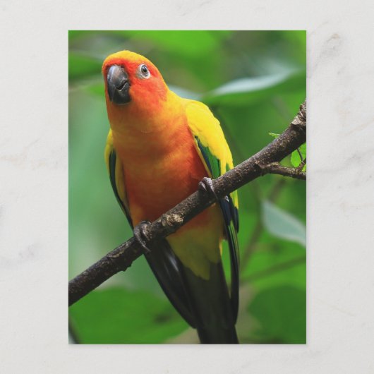 Sun Conure Bird Briefkaart (Voorkant)