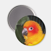 Sun Conure Magneet (Voorkant / Achterkant)