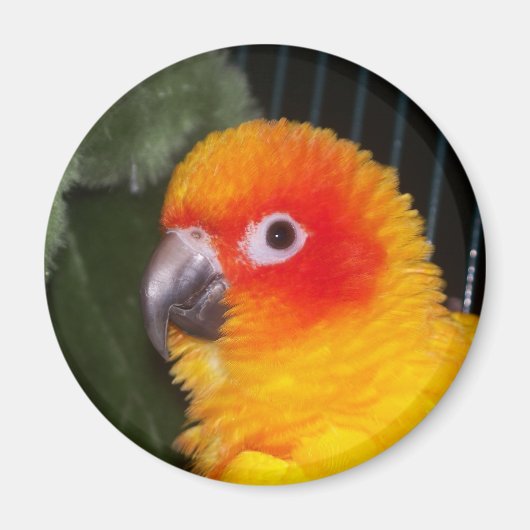 Sun Conure Magneet (Voorkant)