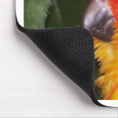 Sun Conure Muismat (Hoek)