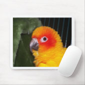 Sun Conure Muismat (Met muis)