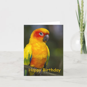 Sun Conure Parrot Blank Birthday Card Kaart
