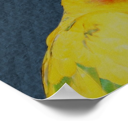 Sun Conure Parrot Pair Bird Poster (Hoek)