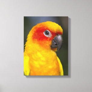 Sun Conure Parrot Wrapped Canvas Afdruk