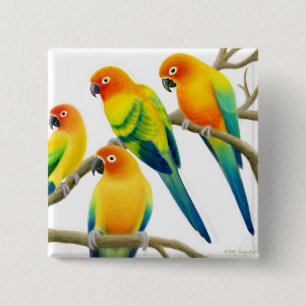 Sun Conure Parrots Pin Vierkante Button 5,1 Cm