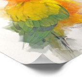Sun Conure Portrait Poster (Hoek)