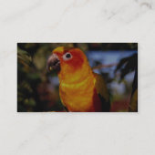 Sun conure visitekaartje (Achterkant)