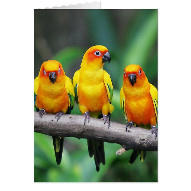 Sun Conures (Voorkant)