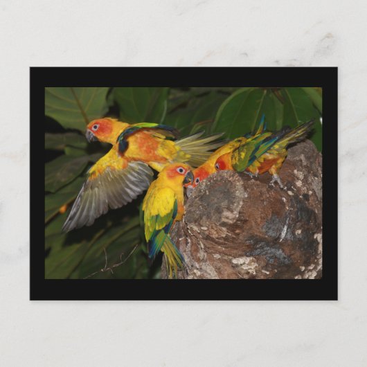 Sun Conures Briefkaart (Voorkant)