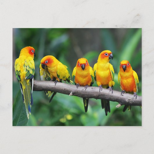 Sun Conures Briefkaart (Voorkant)