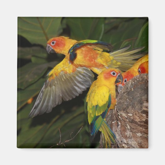 Sun Conures Magneet (Voorkant)