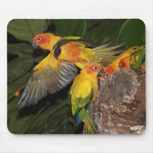 Sun Conures Muismat (Voorkant)