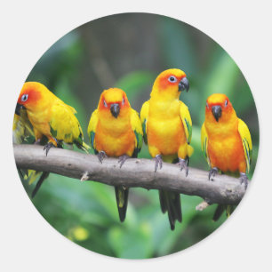 Sun Conures Ronde Sticker