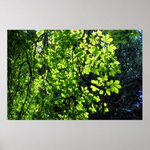 Sun Dapped Horse Chestnut Leaves Poster