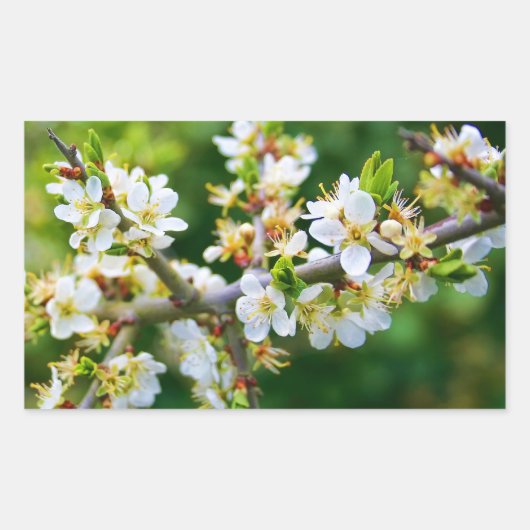 Sun-Dapped Spring Hawthorn Rechthoekige Sticker (Voorkant)